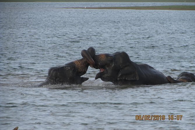 Udawalawe Safari & Baby Elephants Visit from Hambantota Port - Who should book this Udawalawe Port safari?