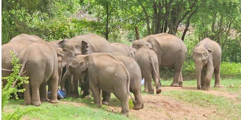 Udawalawe Safari Day Tour From Bentota/Aluthgama/Ahungalla - Key things that make this tour work