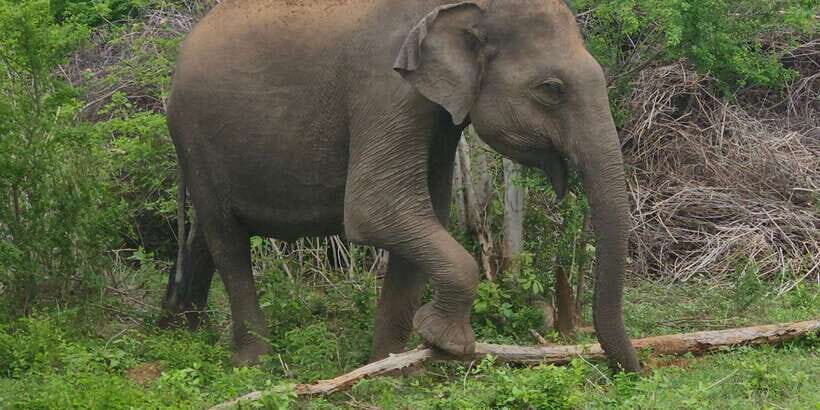 Udawalawe Safari Day Tour From Bentota/Aluthgama/Ahungalla - Udawalawe Safari Timing From Bentota: Why 3–4am Can Be Worth It