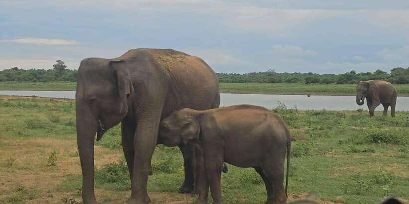 Udawalawe Safari Day Tour From Bentota/Aluthgama/Ahungalla - Price and Value: What $210 Per Person Really Covers
