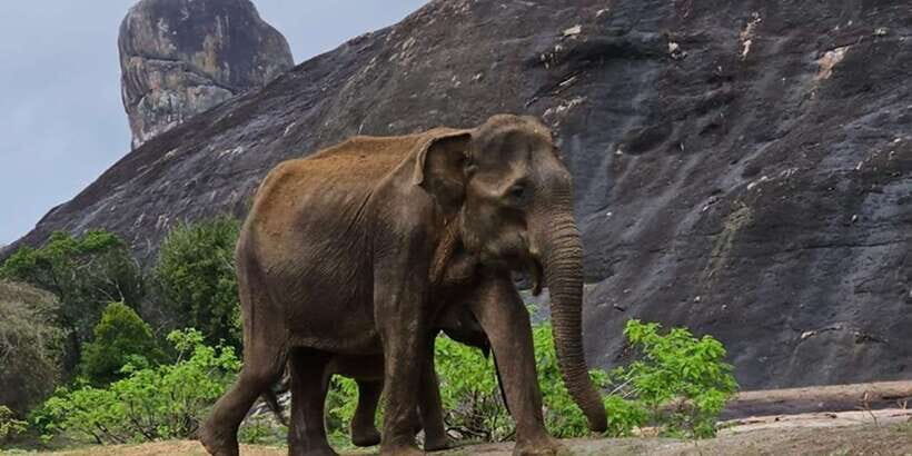 Udawalawe Safari Day Tour From Bentota/Aluthgama/Ahungalla - Practical Tips for a Smooth Safari Day
