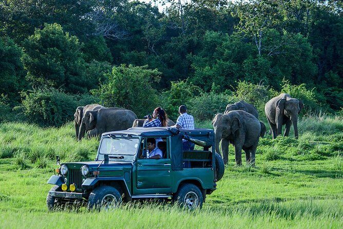 Udawalawe Safari Day Trip with Return Transport - All Inclusive - Key takeaways before you book