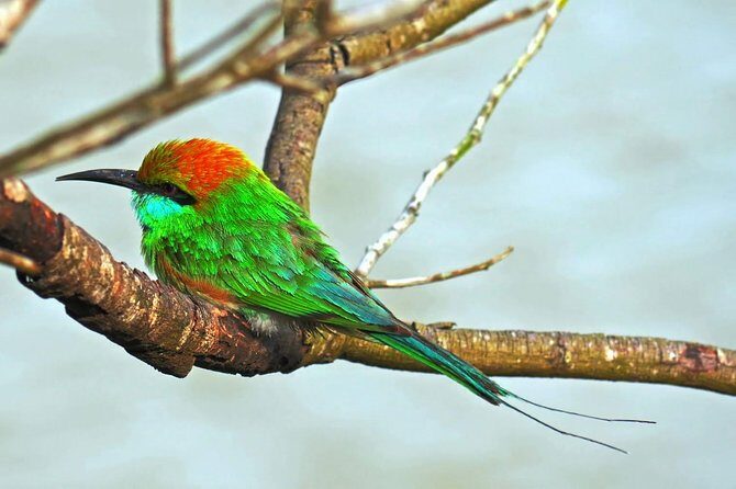 Udawalawe Safari Day Trip with Return Transport - All Inclusive - Practical tips to make the most of your safari day