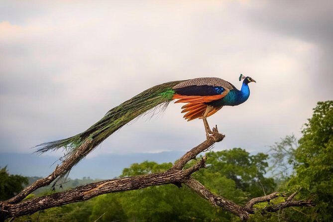 Udawalawe Safari DayTrip frm Bentota/Kalutara/Ahungalla/Hikkaduwa - Lunch and the “real life” comfort of a long day
