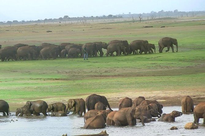 Udawalawe Safari DayTrip frm Bentota/Kalutara/Ahungalla/Hikkaduwa - Price and value: what $200 per person really buys
