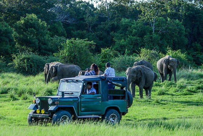 Udawalawe Safari & Elephant Orphanage visit from Hambantota port - Comfort and what’s included (the stuff you’ll use)