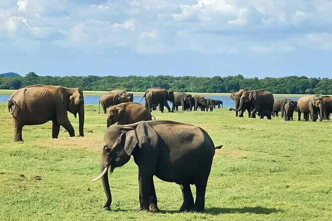 Udawalawe Safari & Elephant Orphanage visit from Hambantota port - Practical tips for a smoother day in Udawalawe