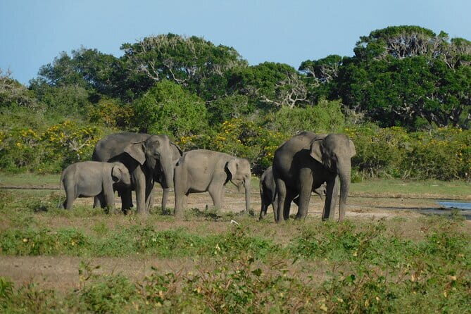 Udawalawe Safari & Elephant Orphanage visit from Hambantota port - Who should book this tour, and who might not