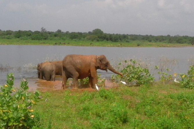 Udawalawe Safari - Private & Customize Tour - Inside the park: how a 3-hour guided jeep safari works