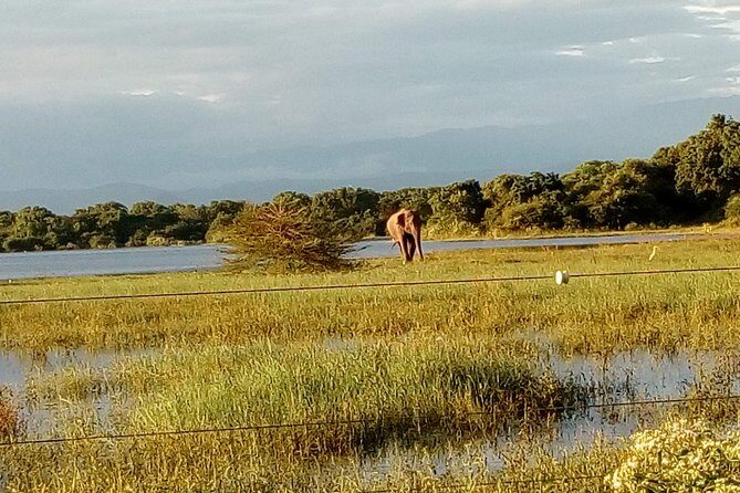 Udawalawe Safari - Private & Customize Tour - Price and value: is $110 per person a fair deal?