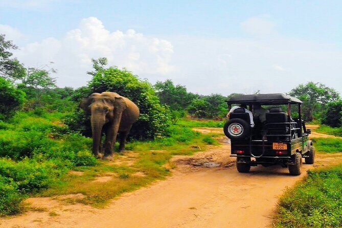 Udawalawe Safari - Private & Customize Tour - How to choose timing, and what to do with your expectations