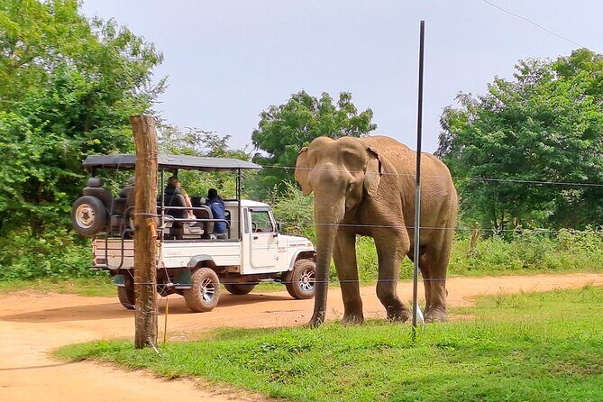 Udawalawe Safari - Private & Customize Tour - What this private format is really good for