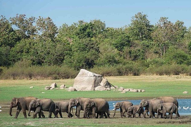 Udawalawe Safari Private Day Tour Kaluthara/Beruwala/Bentota/Kosgoda/Ahungalla - Who this safari day trip is best for
