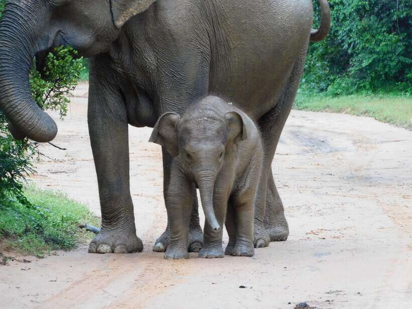 Udawalawe Safari Tour from Hambantota Port (Shore Excursion) - Key Highlights You’ll Actually Feel