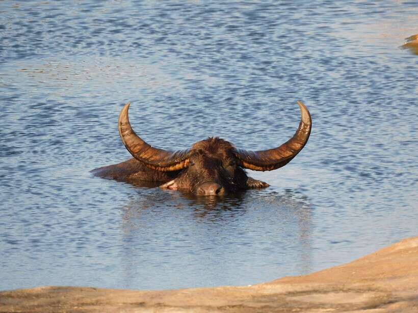 Udawalawe Safari Tour from Hambantota Port (Shore Excursion) - Tips That Make a Difference on This Exact Tour