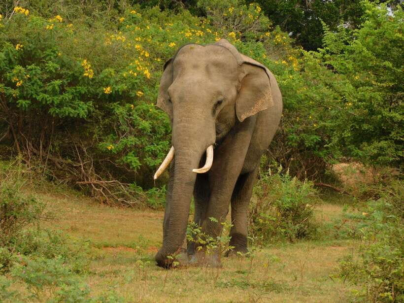Udawalawe Safari Tour from Hambantota Port (Shore Excursion) - Timing That Works: A 5-Hour Day With Two Distinct Stops