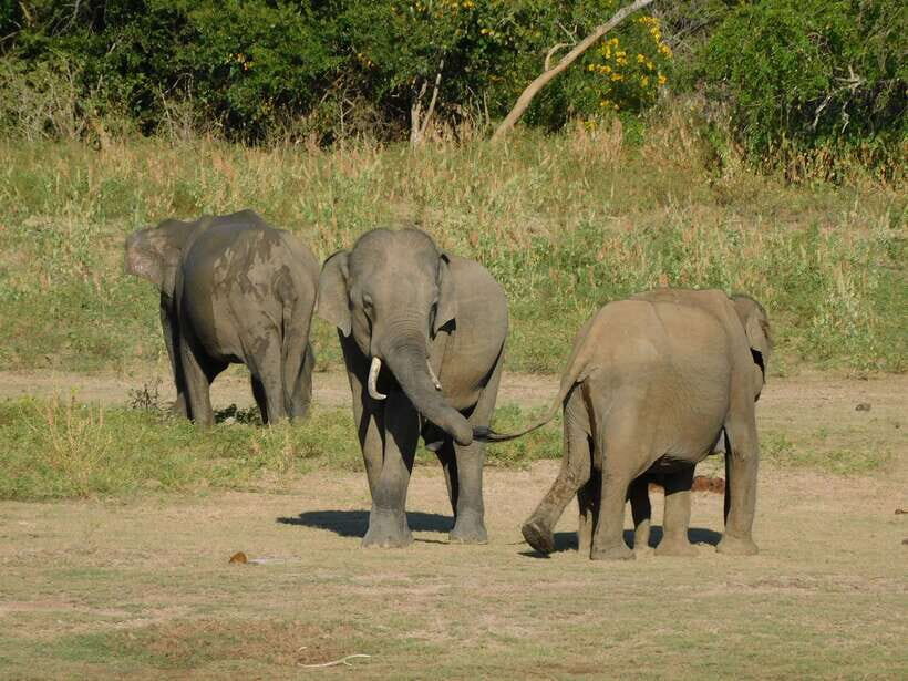Udawalawe Safari Tour from Hambantota Port (Shore Excursion) - Safety and Comfort Notes for Real Life