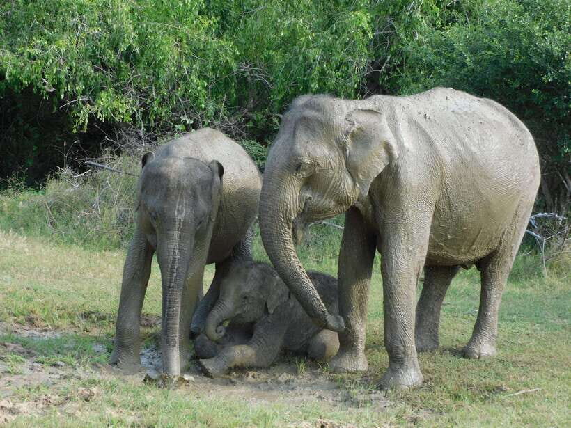 Udawalawe Safari Tour from Hambantota Port (Shore Excursion) - Best Fit: Who Will Enjoy This Udawalawe Shore Excursion Most
