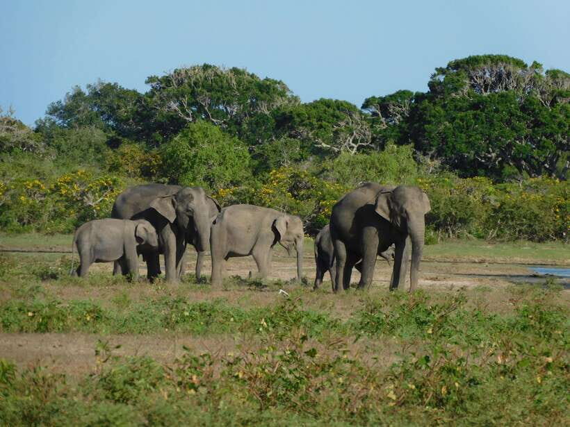 Udawalawe Safari Tour from Tissamaharama/Yala/Hambantota - Should you book this Udawalawe Safari from the Yala area?