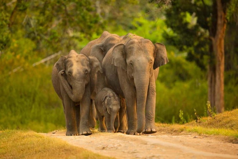 Udawalawe Safari Tour from Tissamaharama/Yala/Hambantota - Why Udawalawe is a smart first elephant stop near Yala