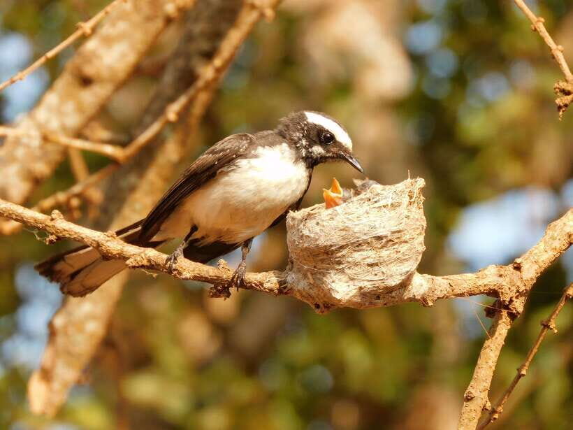 Udawalawe Safari Tour from Tissamaharama/Yala/Hambantota - Udawalawe National Park: how to make your 5 hours count