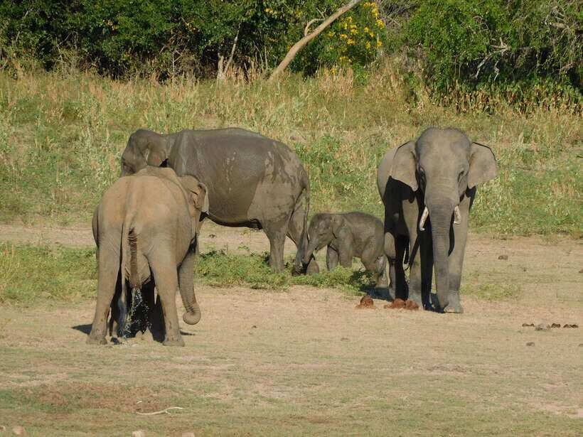 Udawalawe Safari Tour from Tissamaharama/Yala/Hambantota - Price and value: what $70 covers, and what you’ll pay at the gate