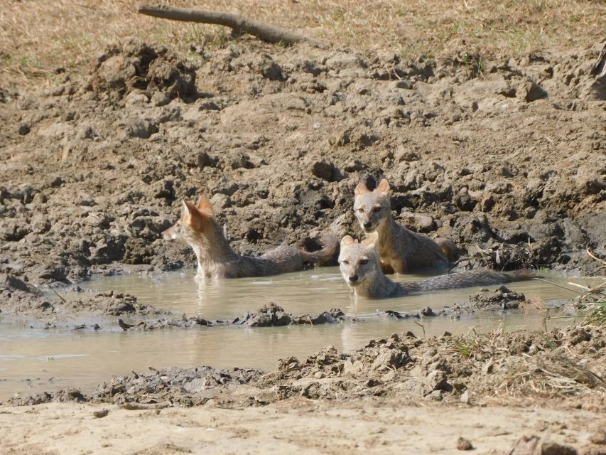 Udawalawe Safari Tour from Tissamaharama/Yala/Hambantota - Who should book this Udawalawe Safari with transit home?