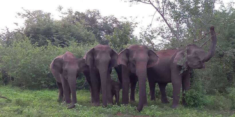 Udawalawe : Udawalawa National Park Half day Safari Tour - Quick takeaways