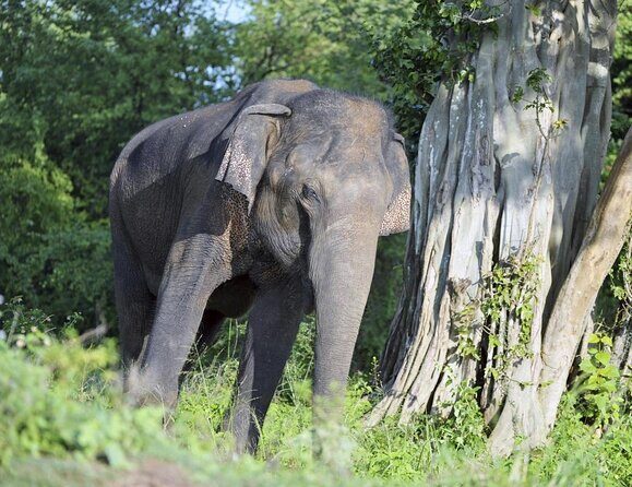 VALUE PACK! One Day Safari Tour to Yala and Udawalawa Parks - Yala + Udawalawe: Key things to know before you go
