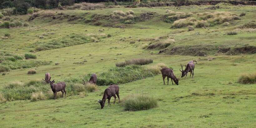 Visit Horton plains and Nuwara Eliya from Ella - Nuwara Eliya after the trek: Little England vibes, minus the fuss