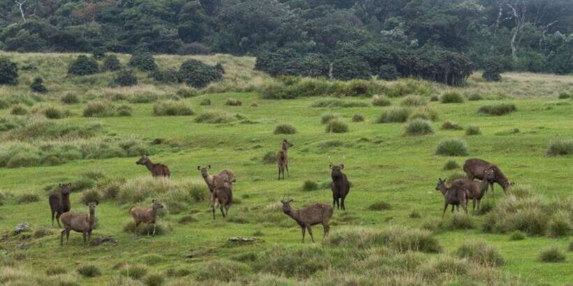 Visit Horton plains and Nuwara Eliya from Ella - Tea plantation and factory stop: how to make it more than a photo break