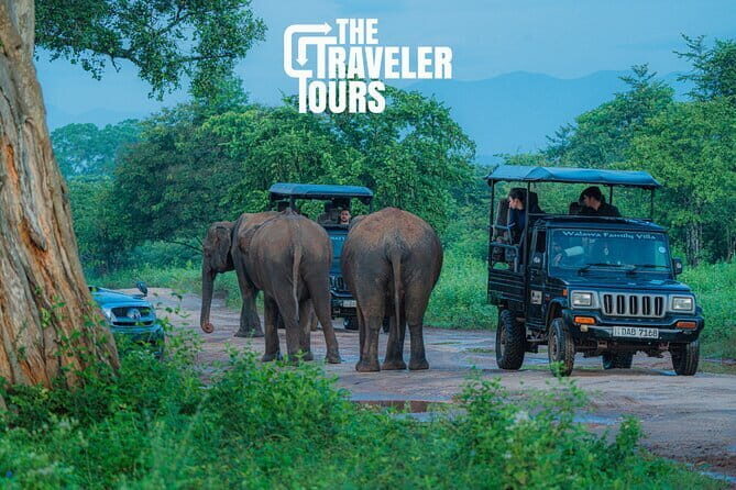 Walawe Palm Safari Udawalawe - How the route feels in real life: grasslands, water edges, forest cover