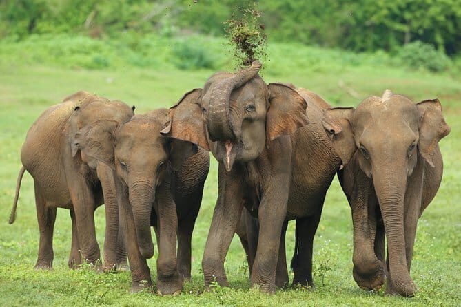 Walawe Palm Safari Udawalawe - What’s included versus what you’ll pay separately