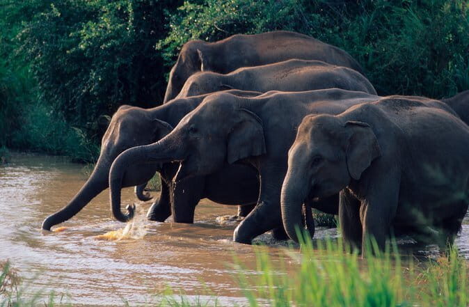 Wasgamuwa National Park Safari from Kandy - Key highlights worth your time