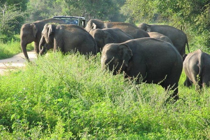 Wasgamuwa National Park Safari from Kandy - Wasgamuwa National Park: a dry zone for serious wildlife