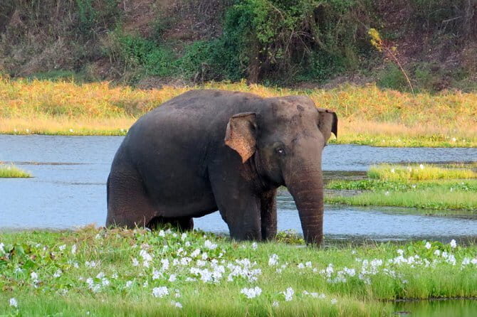 Wasgamuwa National Park Safari from Kandy - What to pack and plan for a long safari day