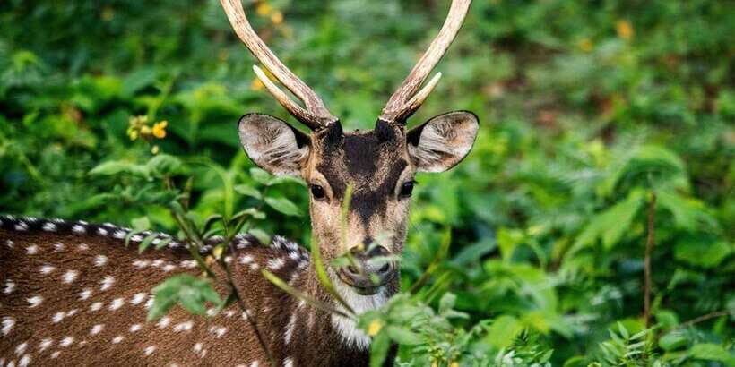 Wasgamuwa National Park Safari (Private Jeep) - Key things that make this safari worth your time