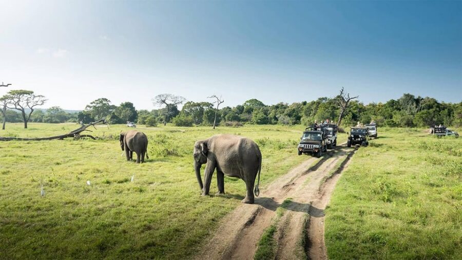 Wasgamuwa National Park Safari (Private Jeep) - What the reviews highlight most (and why it matters)