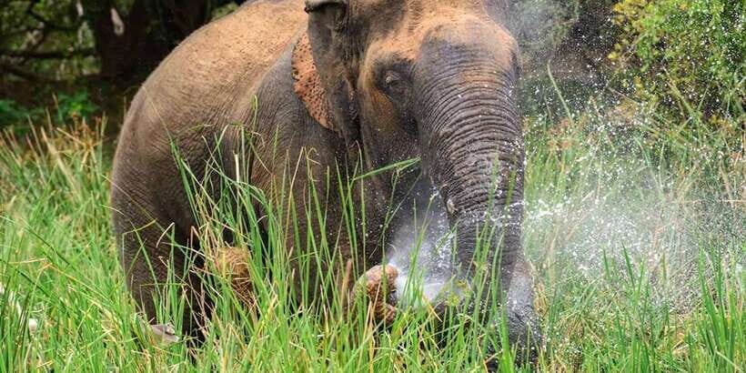 Wasgamuwa National Park Safari (Private Jeep) - Why a private jeep safari in Wasgamuwa feels different