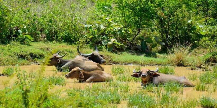 Wasgamuwa National Park Safari (Private Jeep) - The safari driver is the real star