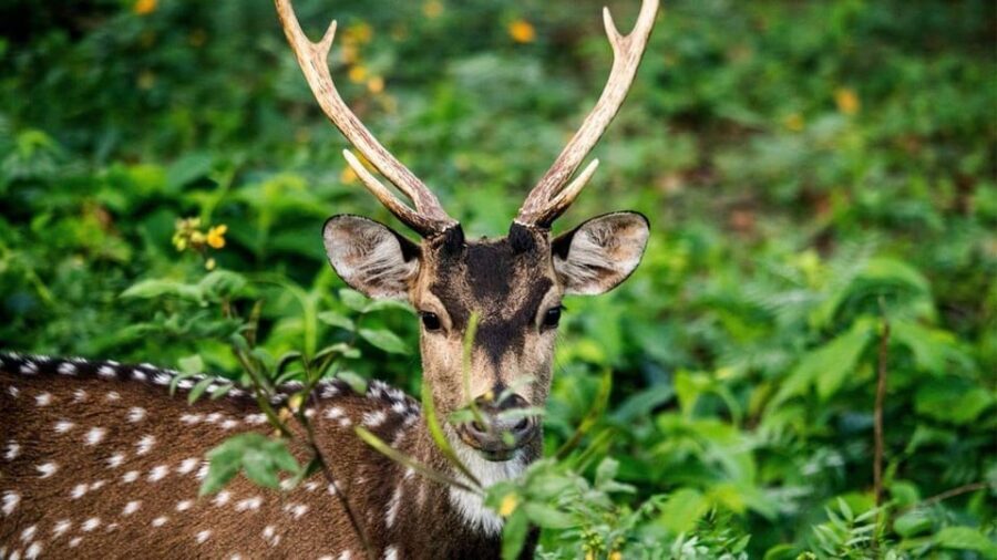 Wasgamuwa National Park Safari (Private Jeep) - What you should expect to see (and what that means for your photos)
