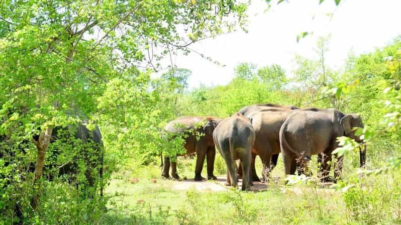 Wasgamuwa National Park Safari (Private Jeep) - The flow of your 3-hour private safari experience