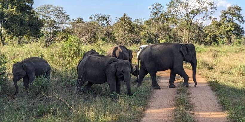Wasgamuwa National Park Safari (Private Jeep) - Comfort and practical comfort wins (snacks included)