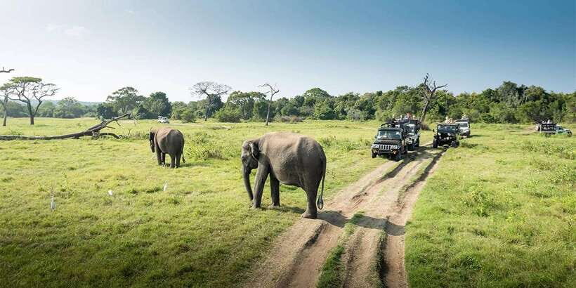 Wasgamuwa National Park Safari (Private Jeep) - Price and logistics: the value is good, but plan for what’s extra