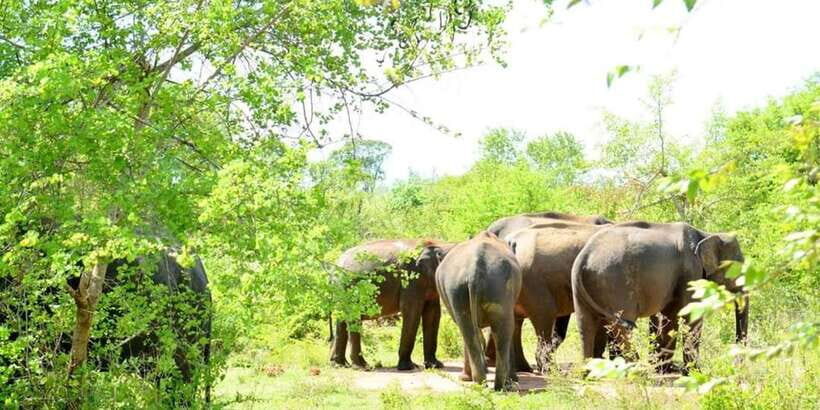 Wasgamuwa National Park Safari (Private Jeep) - Morning vs evening safari: pick the mood you want