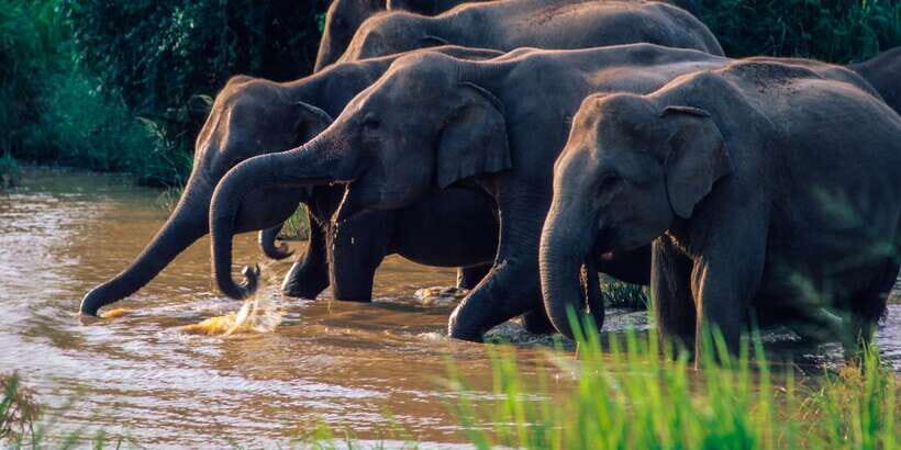 Wasgamuwa: Wasgamuwa National Park Private 3-Hour Safari - Wasgamuwa Safari Basics: Private 3 Hours in a 4x4 Jeep