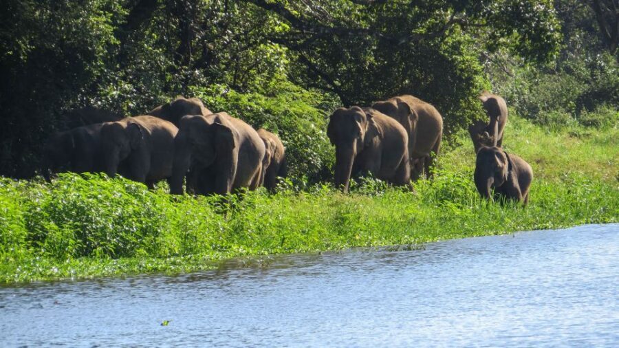 Wasgamuwa: Wasgamuwa National Park Private 3-Hour Safari - Water Pools: Monitors, Crocodiles, Pythons, and Bird Action