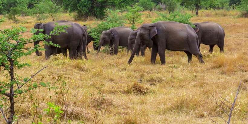 Wasgamuwa: Wasgamuwa National Park Private 3-Hour Safari - Elephants on This Route: Best Chances and What to Look For
