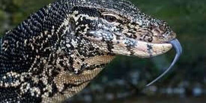 West coast Beach, River Mangroves lagoon, Wildlife boat Tour - Key highlights worth your time