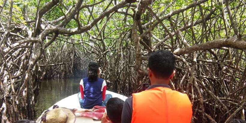 West coast Beach, River Mangroves lagoon, Wildlife boat Tour - Turtle conservation: what you’ll learn and what might cost extra